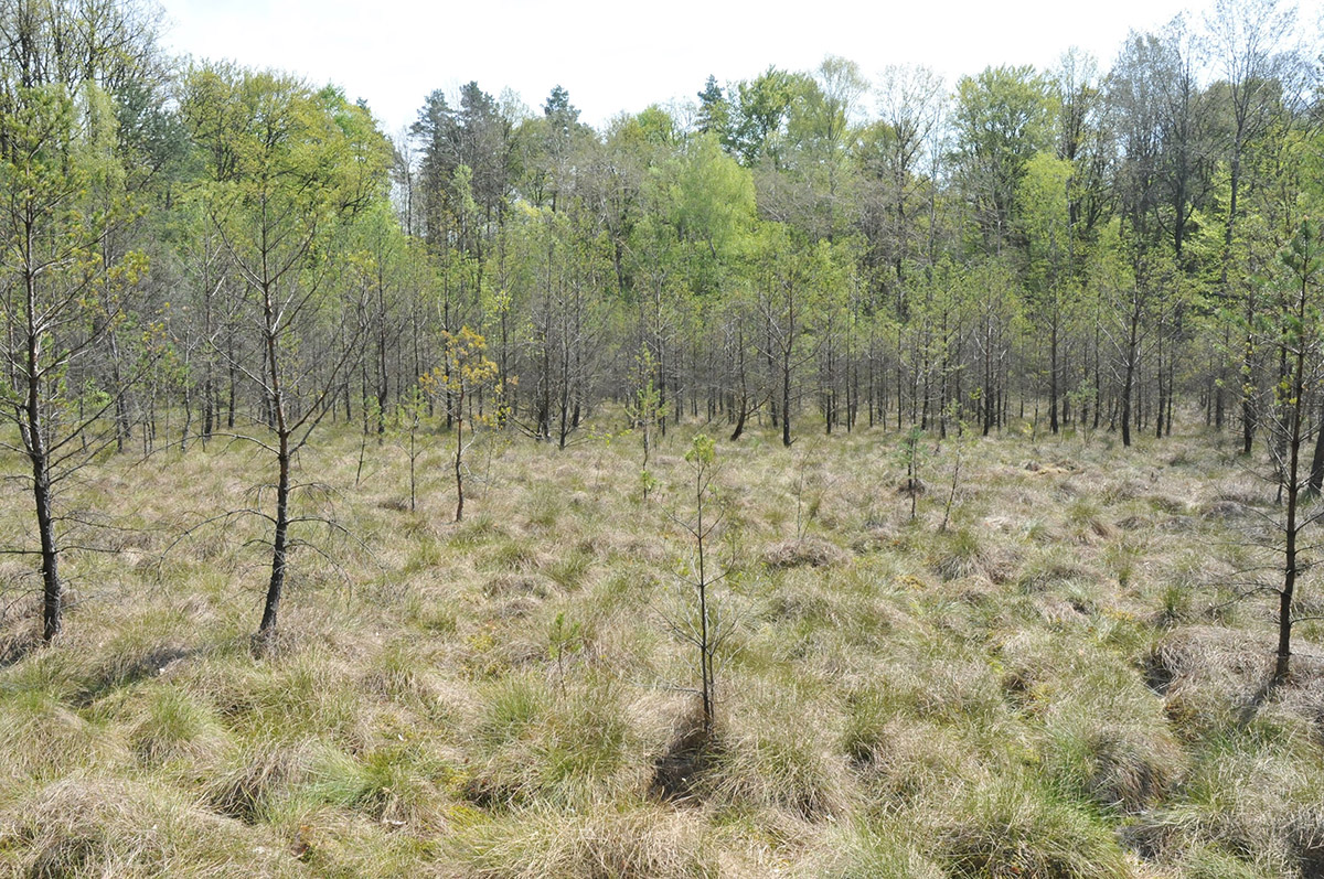 une forêt de pins a remplacé la forêt primitive de feuillus
