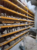Collection lapidaire du Forum antique de Bavay